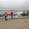 Photos: Beached Whale In Queens